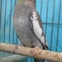 فروش عروس هلندی سخنگو
