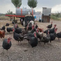 فروش بوقلمون