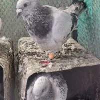 سه تا جفتگاه درشت