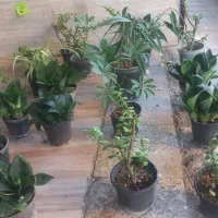گلدان فروشی قیمت مناسب