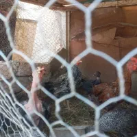 جوجه محلی شروه ای