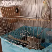 یک جفت عروس هلندی با قفس وسایل
