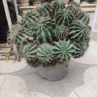 گلدان کاکتوس