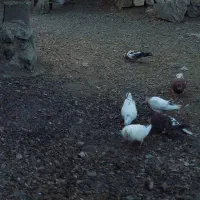 کبوتر ملقی کلافه