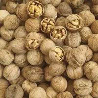 گردو نهاوند