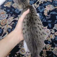 گربه|گربه|قدس, هفت جوی|دیوار