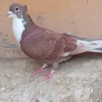 کبوتر