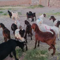 فروش بزغاله نر دورگ چاق