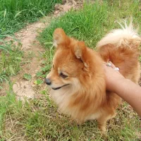 سگ پامر