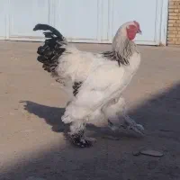 مرغ و خروس برهما