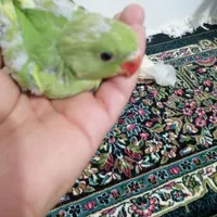 جوجه طوطی ملنگو|پرنده|زرند, |دیوار