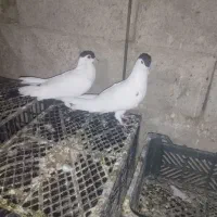 خال دم