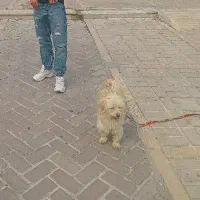 سگ شیتزو|سگ|شیراز, شهرک سراج‎|دیوار