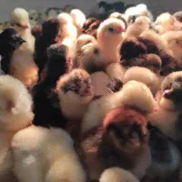 جوجه محلی پاپر یک روزه تا یه هفته