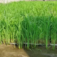 تیم طارم هاشمی درجه یک دونه ای ۹۵ هزارتمن
