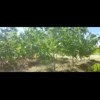 فروش-باغ-در-فریدونشهر