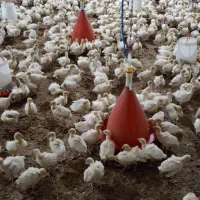 جوجه 20 روزه بوقلمون بیوتی