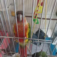 طوطی گرینجیک یلوساید