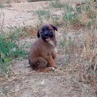 توله سگ نگهبان