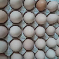 تخم مرغ محلی تازه