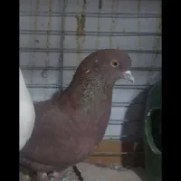 کفتر