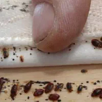 سم پاشی سوسک وساس سمپاشی باضمانت صدرصد