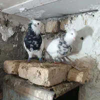 فروش یک جفت طوق شازده ای