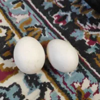 تخم اردک محلی