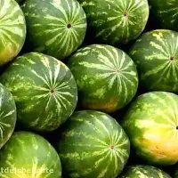 هندوانه