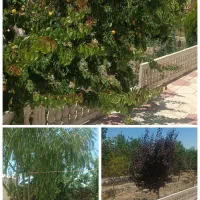 باغ-ویلا-صوفیان-برق-اختصاصی