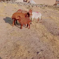 میش بره