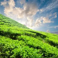 پخش برنج آستانه اشرفیه وچای لاهیجان