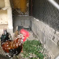 خروس گلین