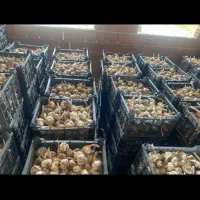 سیر بذری درجه یک