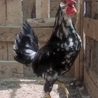خروس