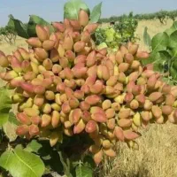 خرید پسته خوشه کالک