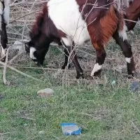 نر بزغاله چاق