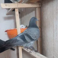 کبوتر یا کفتر
