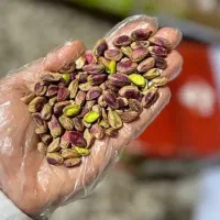 فروش مغز پسته عمده