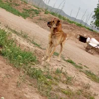 سگ سرابی|سگ|کبودرآهنگ, |دیوار