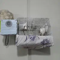 ۴۰۰۰۰۰۰|پرنده|اردبیل, |دیوار