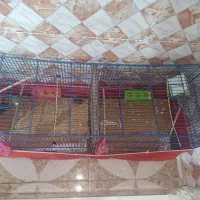 فنچ و مرغ عشق همراه با قفس