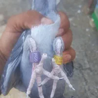پلاکی پرینت دار