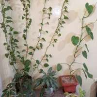 گل و گیاه