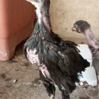 خروس لاری