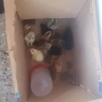 جوجه|حیوانات مزرعه|رشت, استادسرا|دیوار