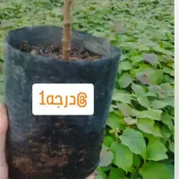 نهال کیوی