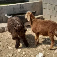 بره چینی ماده