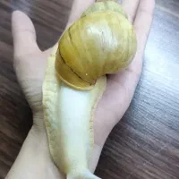 حلزون  آلبینو خاویار تخم مولد ژل