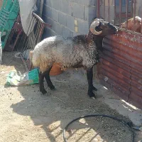 شیشک غوچ کر بور داشتی